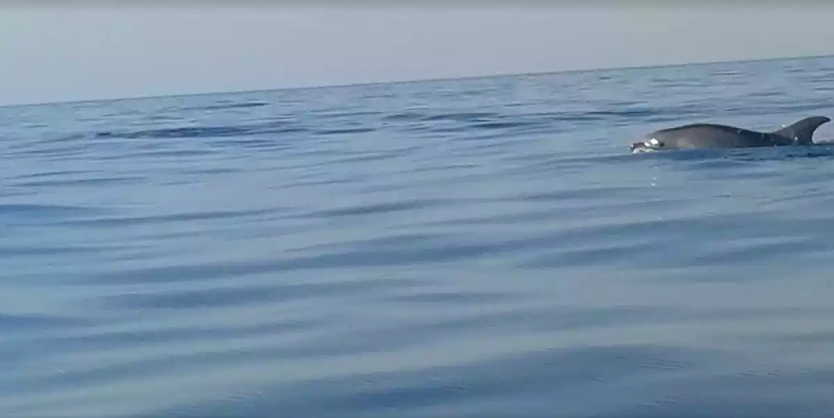 Fragment del vídeo d'un dofí nedant a les Terres de l'Ebre l'agost del 2019