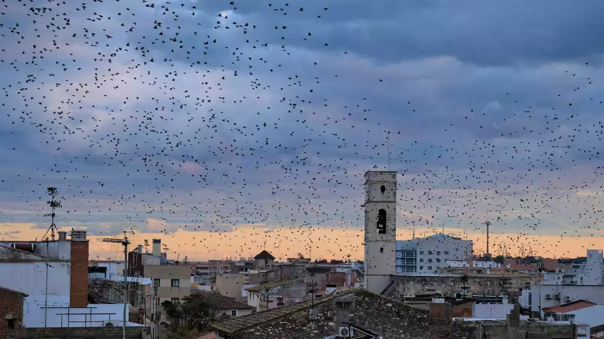 Imatge de l'skyline de Vila-seca tot ple d'ocells.