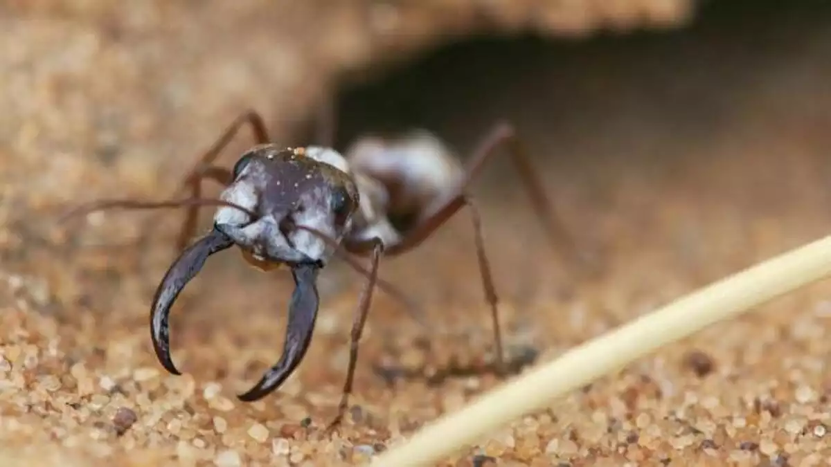 Imagen de un ejemplar de la hormiga Cataglyphis bombycina