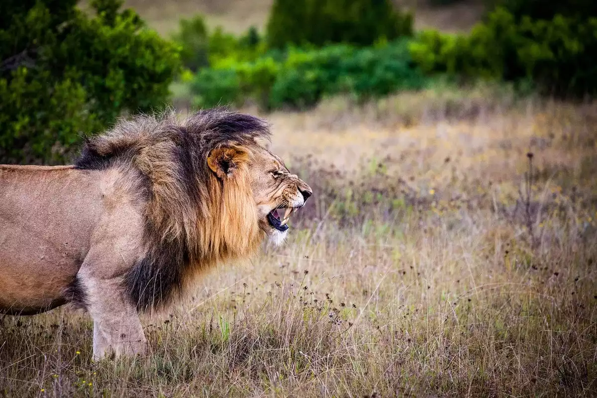 Imagen de un león