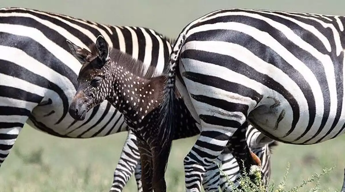 Imatge de la zebra amb punts de Kènia