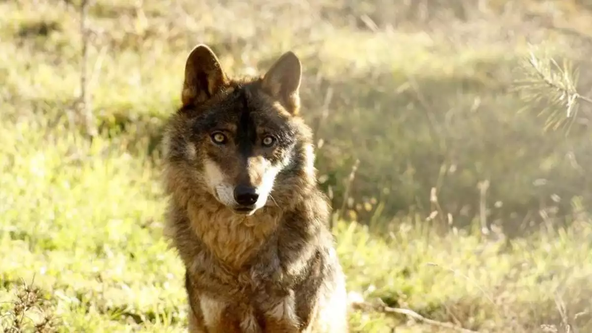 Els ecologistes ofereixen 30.000 euros a la persona que ofereixi informació sobre aquest llop