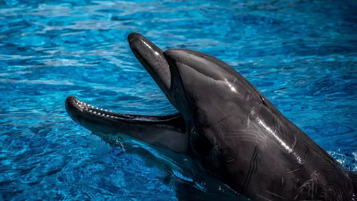 Imatge il·lustrativa d'un dofí