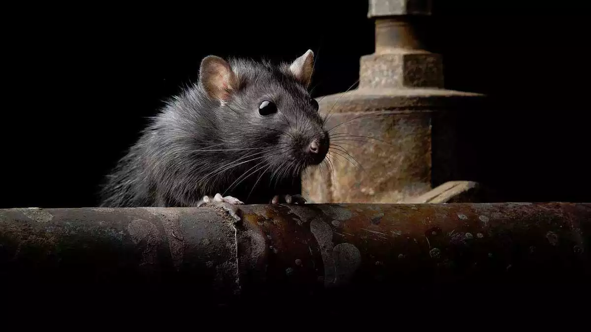 La rata negra asiàtica es passeja pels carrers de Barcelona