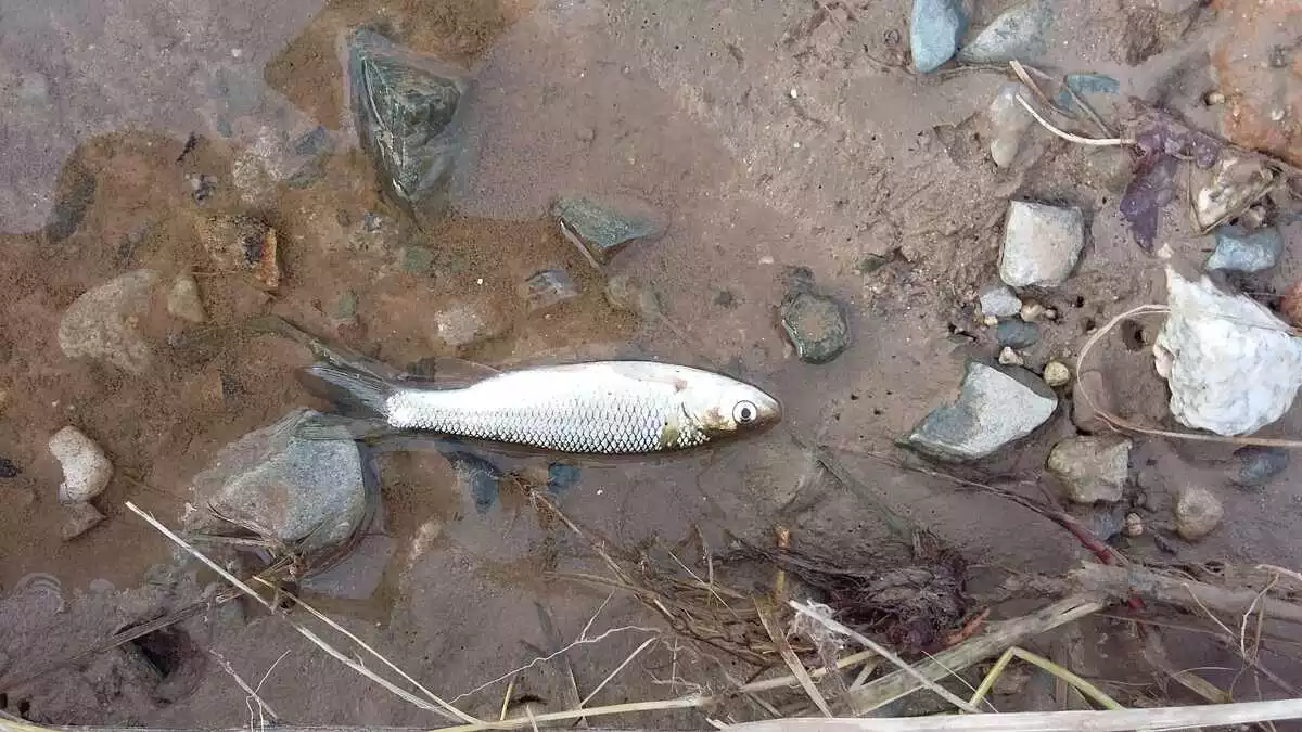 Imatge dels peixos morts al riu Besòs