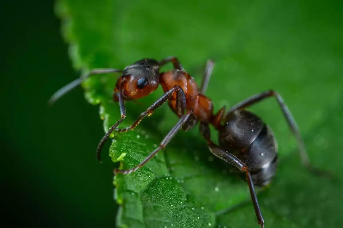 primer plano de una hormiga sobre una hoja
