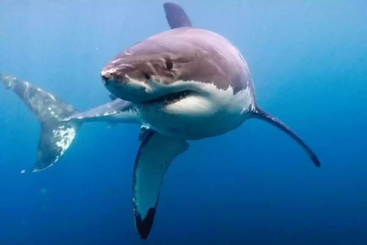 Imagen de un tiburón blanco en el Pacífico