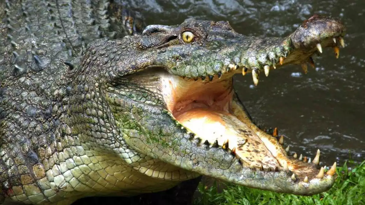 Los ataques de cocodrilos se están convirtiendo en un problema en el área del río Deka, en Zimbabue