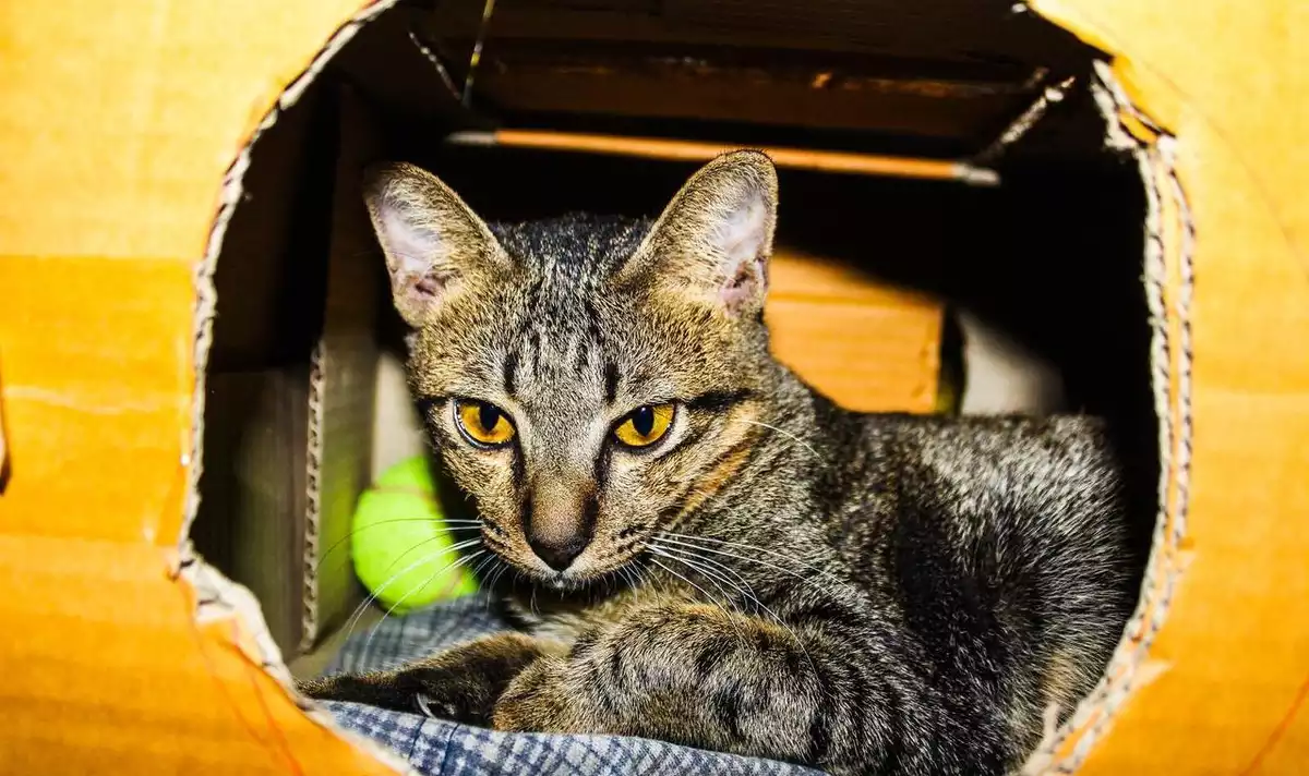 El gat dorm en una caixa reciclada que li ha construit el seu amo