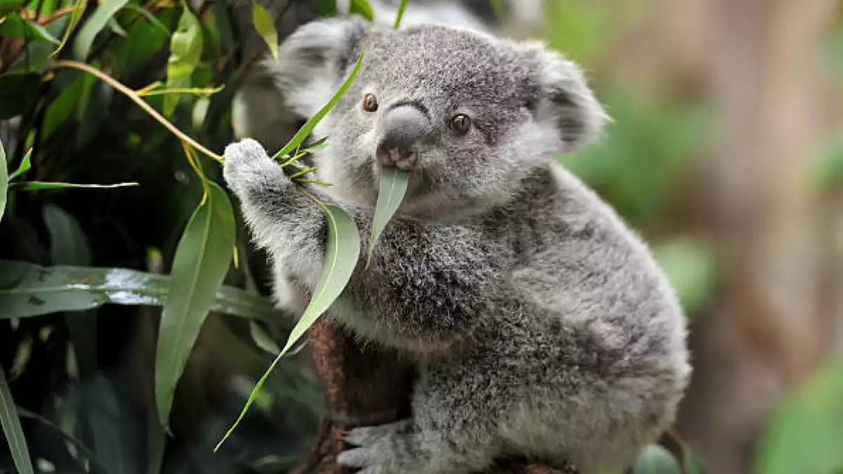Els coales són una espècie icònica d'Austràlia