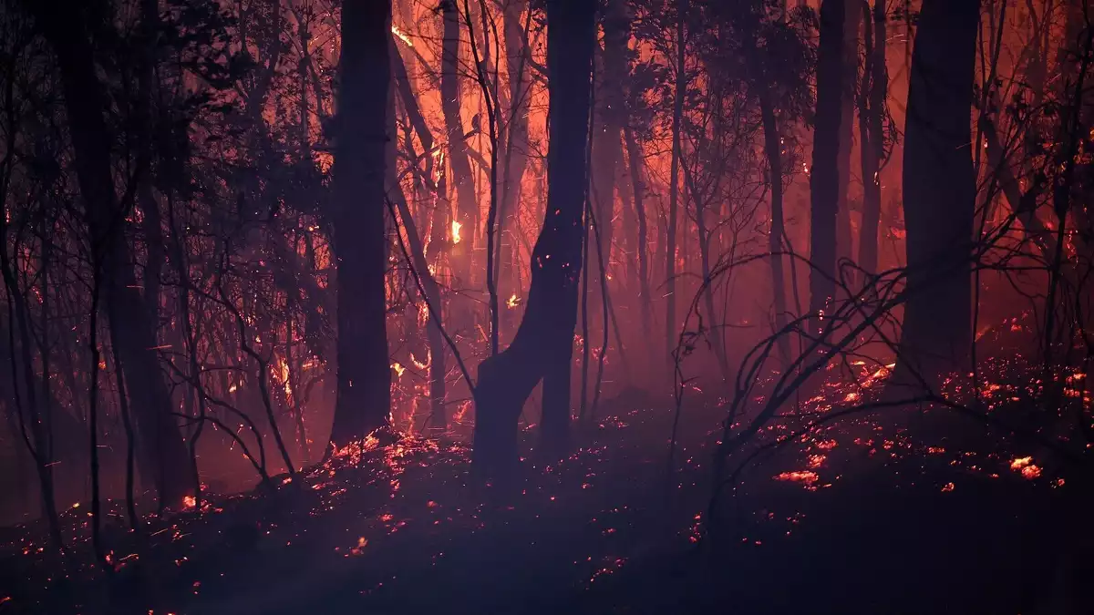 Els incendis d'aquest any a Austràlia podrien convertir-se en els més devastadors de les últimes decades