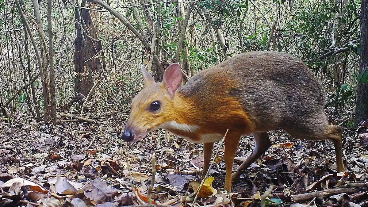 Imatge d'un exemplar de cérvol ratolí
