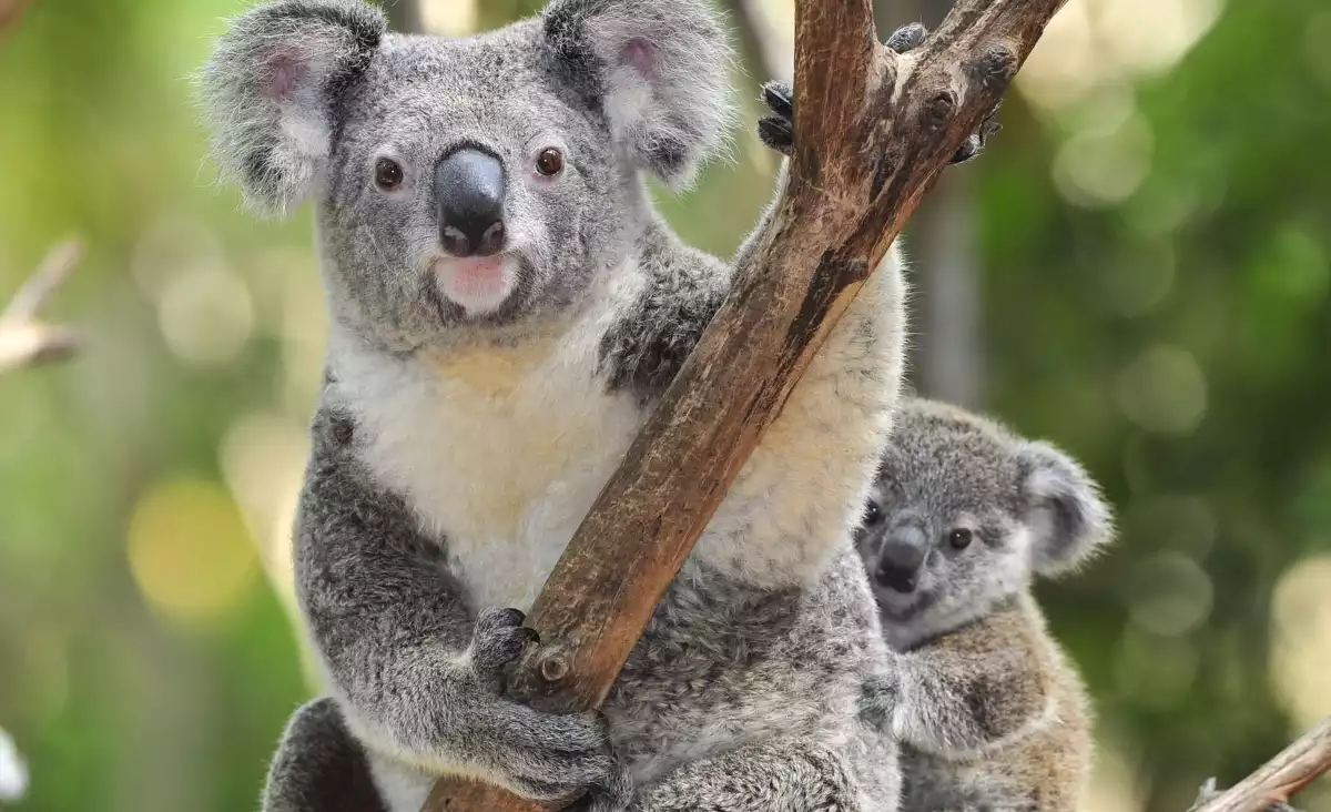 Los koalas se están extinguiendo por culpa de los incendios en Australia