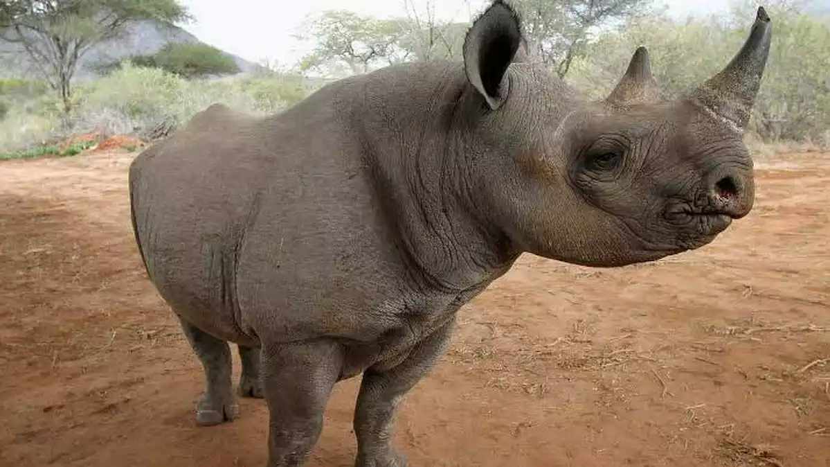 Imatge d'un rinoceront negre en llibertat a Tanzània