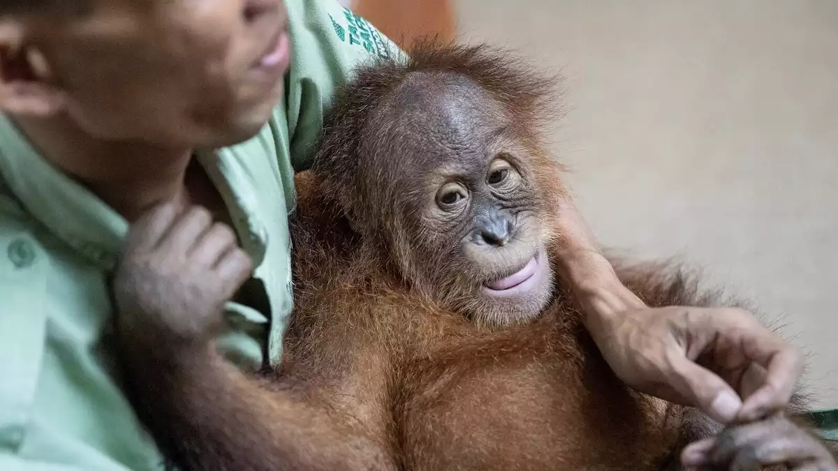 Imatge del petit orangutan rescatat a Bali