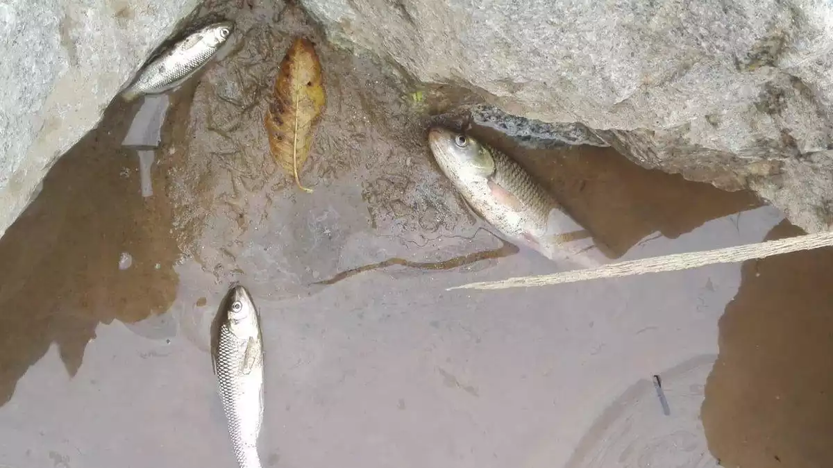 Imatge dels peixos morts al riu Besòs a causa de l'incendi del Vallès