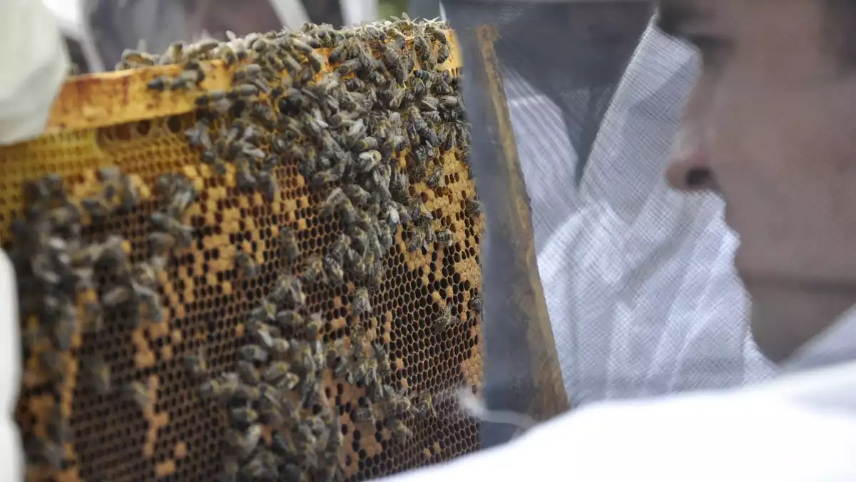 apicultor-abelles
